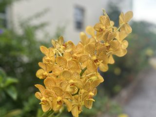 Orchid